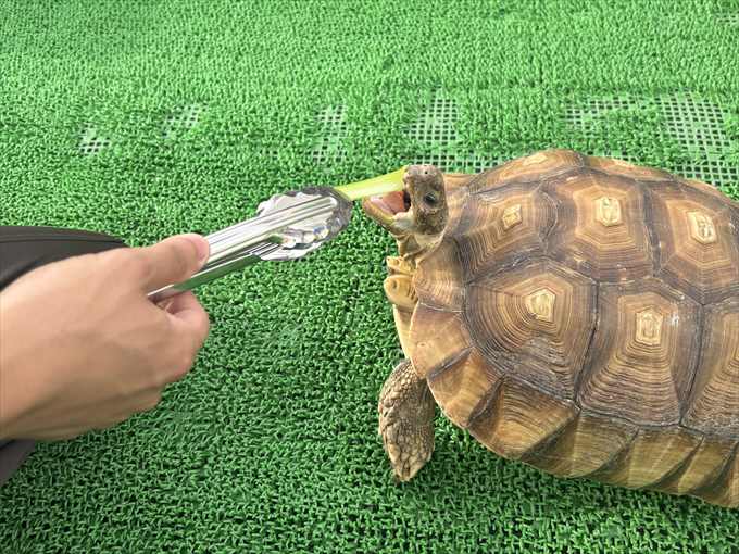 リクガメのエサやり体験