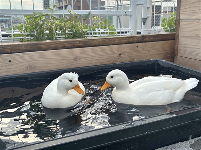 コールダックの水浴び