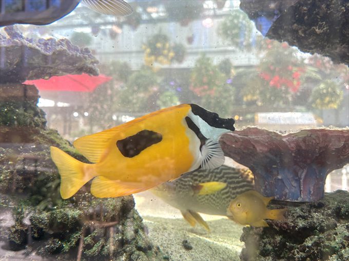 水槽の中の魚たち
