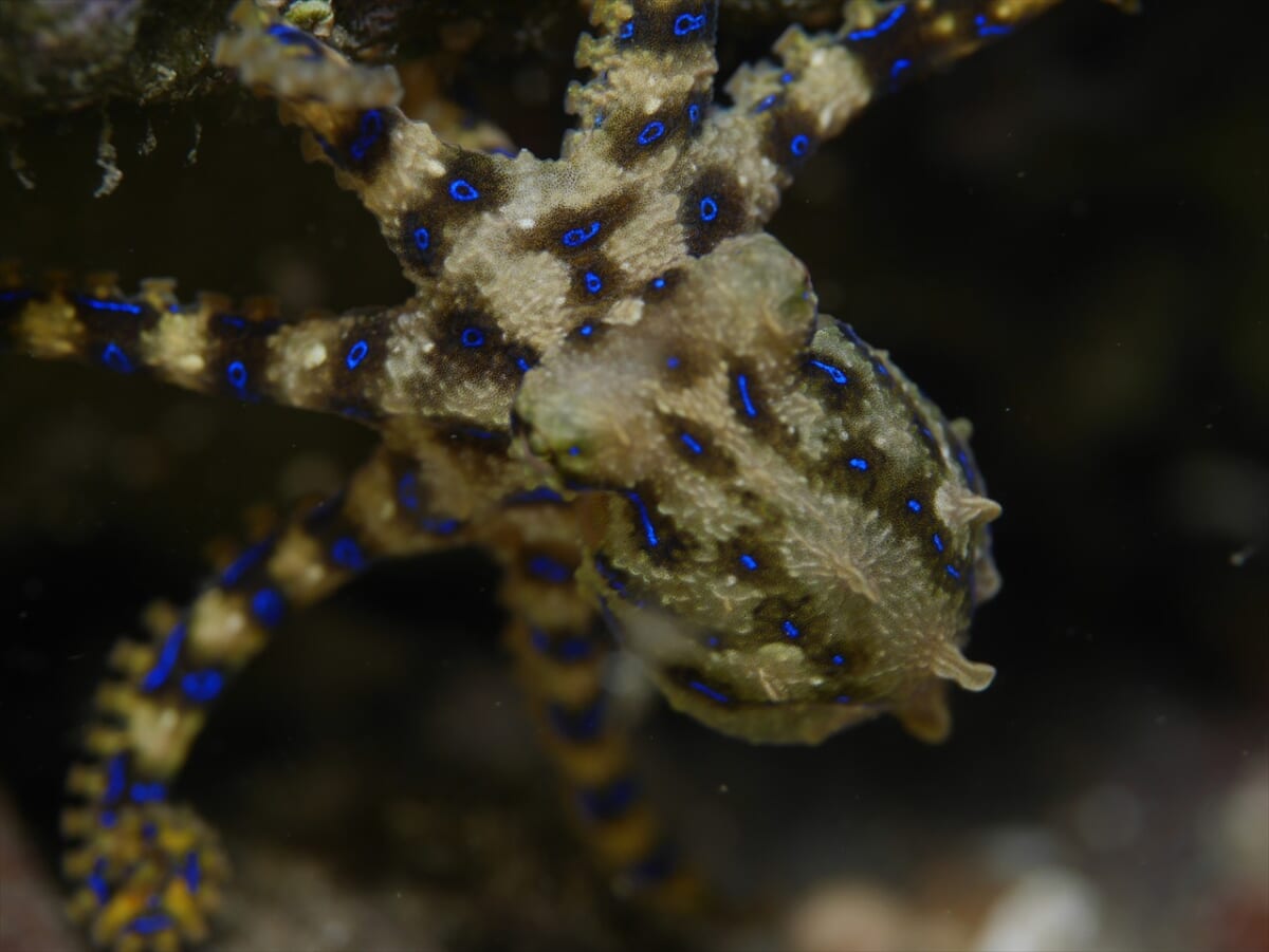 ヒョウモンダコ