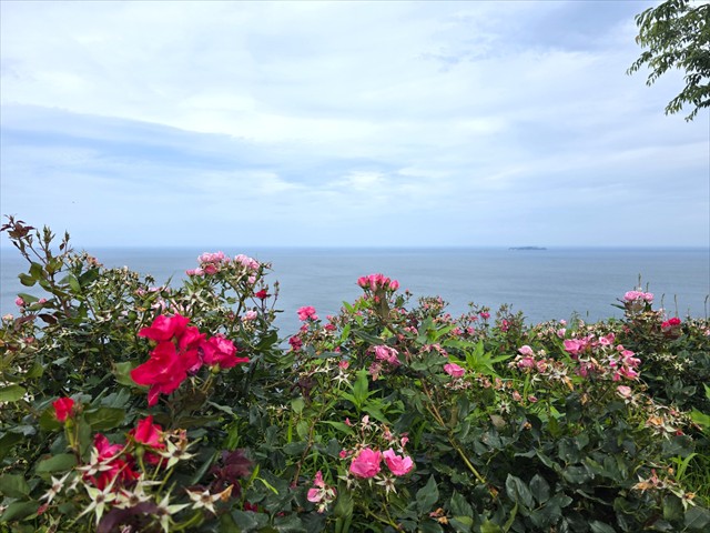 ACAO FOREST　バラ　海