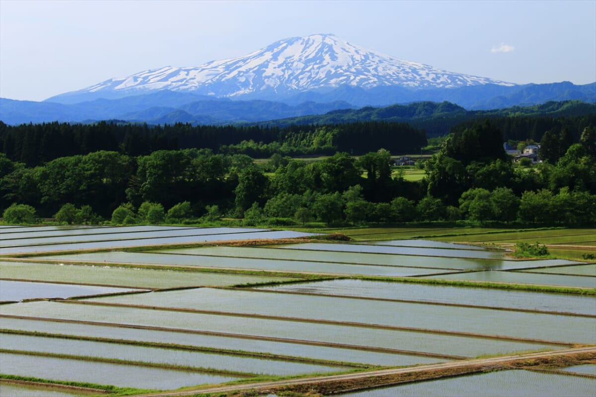 酒ランキング 山形