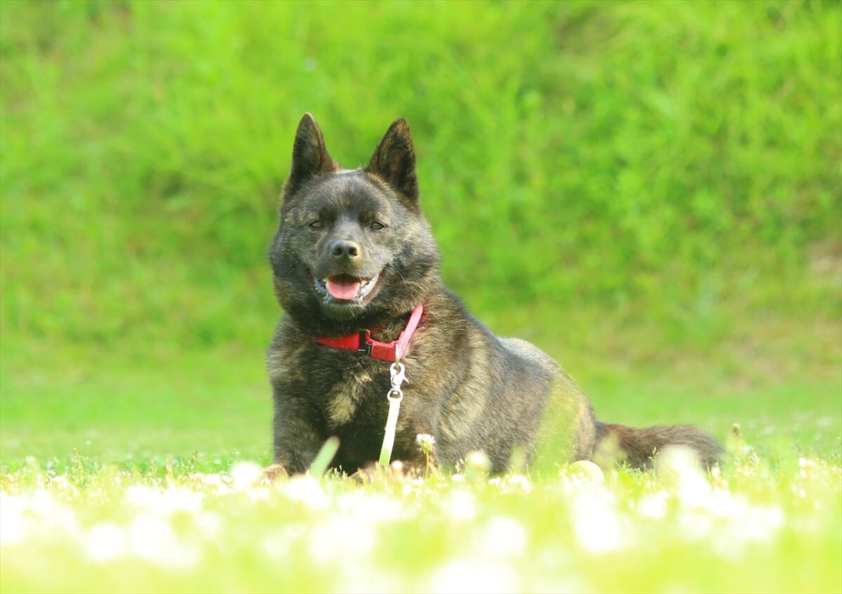 甲斐犬