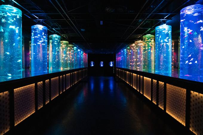 「金魚の回廊」