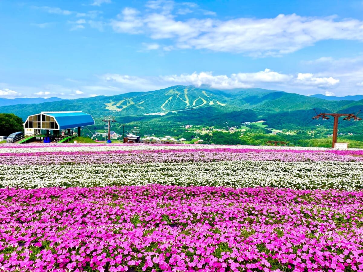 標高1,000mの花畑「ひるがのピクニックガーデン」オープン！マウンテンカートが新登場｜岐阜県郡上市