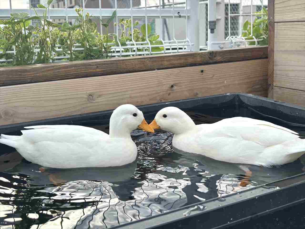 【水族館なのにアヒル！？】川越の新たな穴場観光スポットを体験ルポ ！ 「アクアパーク川越」