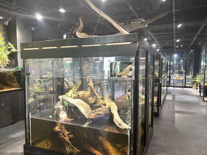 4階の爬虫類展示エリア