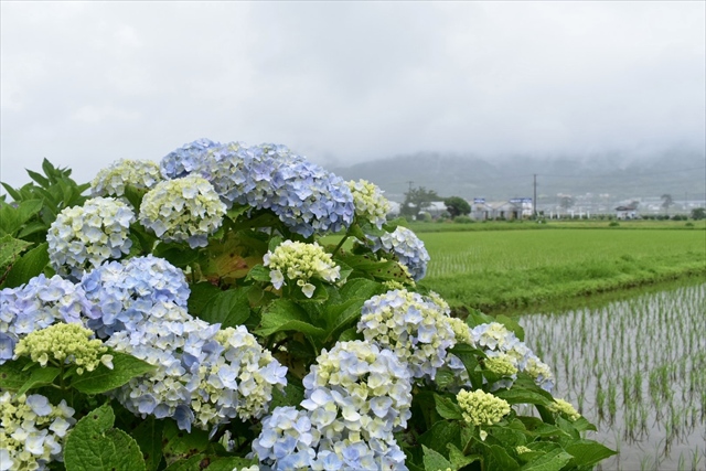 開成町あじさいまつり あじさいと田園風景