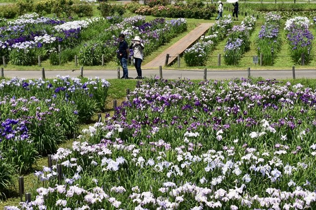 水郷佐原あやめパーク 園内 ひきの写真