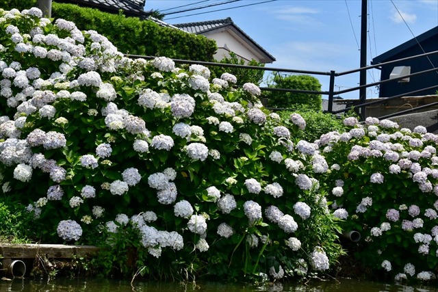 十二橋舟めぐり 船上写真 あじさい