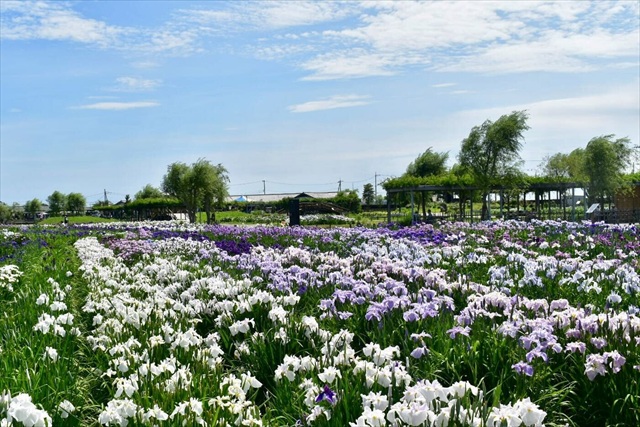 水郷佐原あやめパーク 園内 花菖蒲