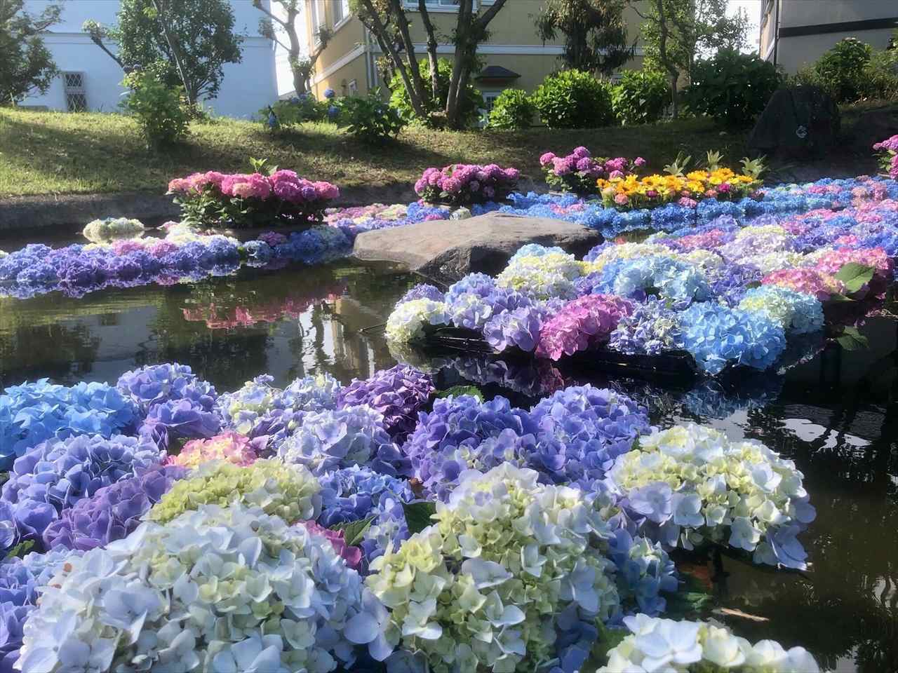 【紫陽花の絶景スポット】水に浮かぶ“あじさい池”が幻想的！「開成町あじさいまつり」を現地ルポ｜神奈川県