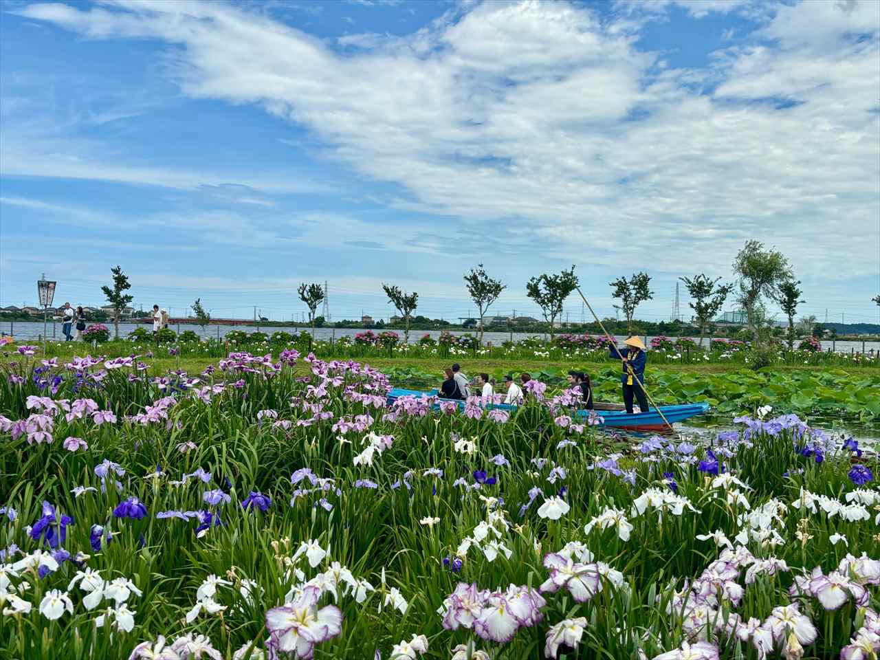 【今が見頃！150万株の花菖蒲】水郷に広がる初夏の絶景「水郷佐原あやめパーク」を現地ルポ｜千葉県香取市