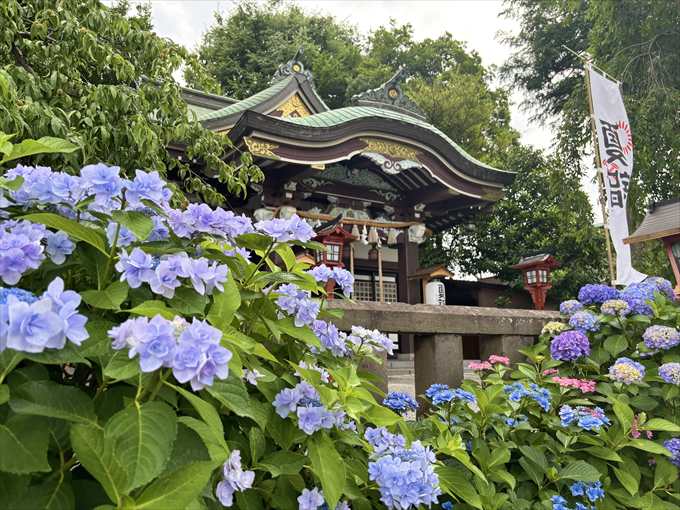 紫陽花と川越八幡宮