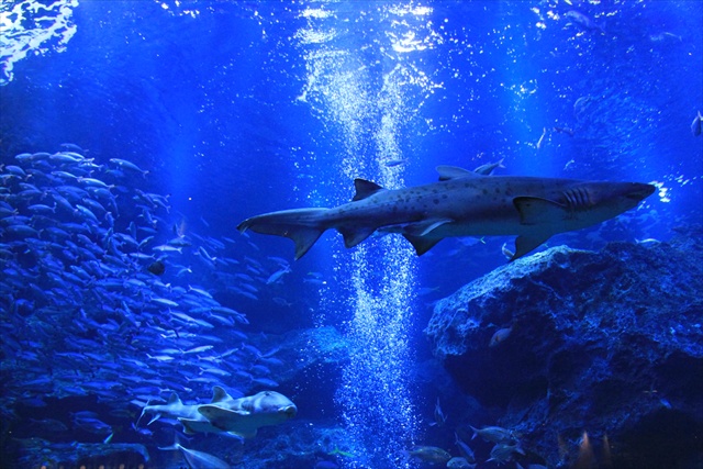 【関東】幻想的なブルーに包まれる、ロマンチックな「夜の水族館」3つすみだ水族館