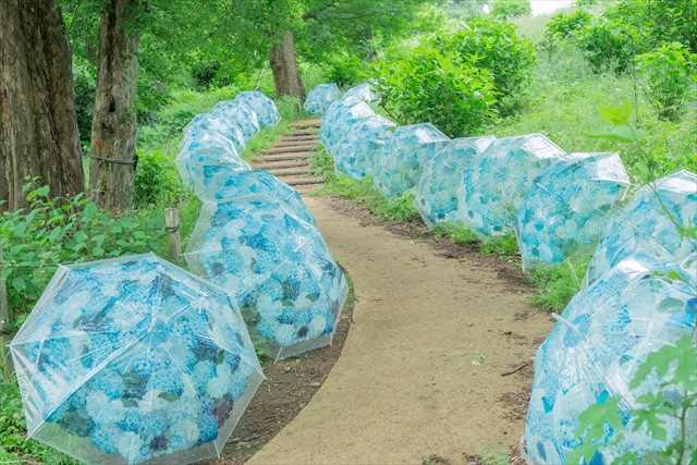【都内】梅雨の心に癒しをくれる、東京あじさい名所５つ　昭和記念公園　紫陽花柄の傘