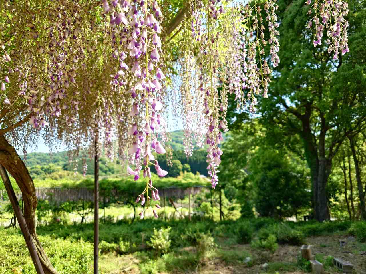 奈良県桜井市・藤庭園「山の辺の道」