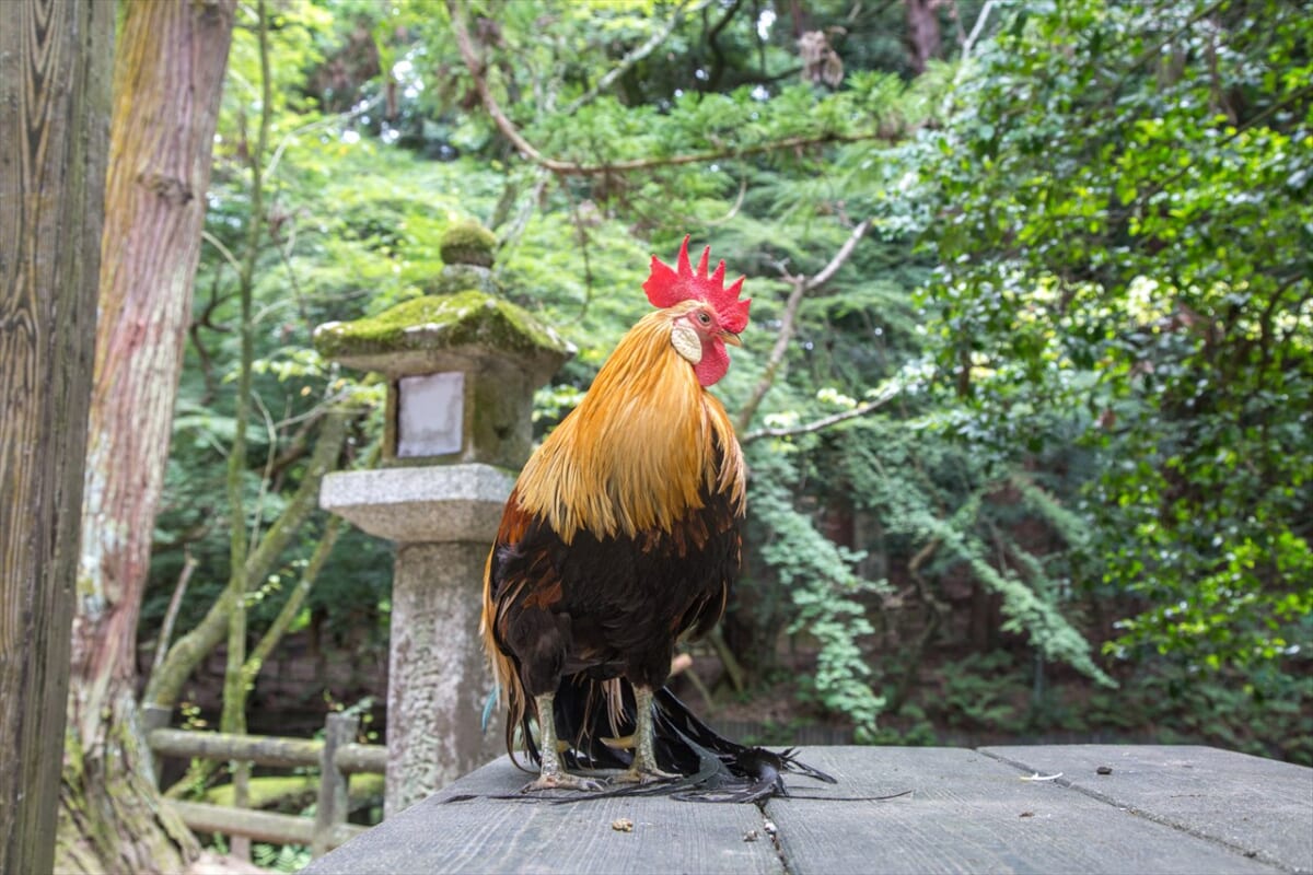 石上神宮　鶏