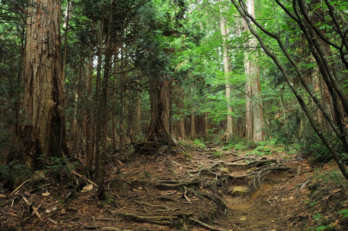 赤沢自然休養林