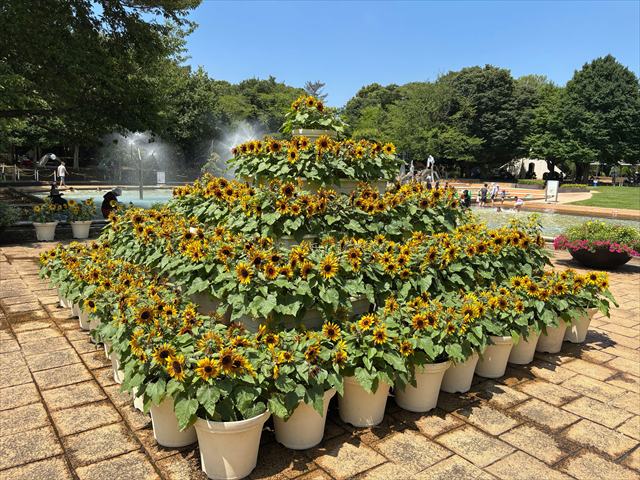 ふなばしアンデルセン公園　3段のひまわり