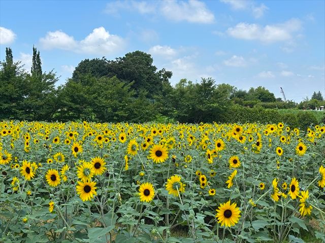 ふなばしアンデルセン公園　ひまわりの迷路