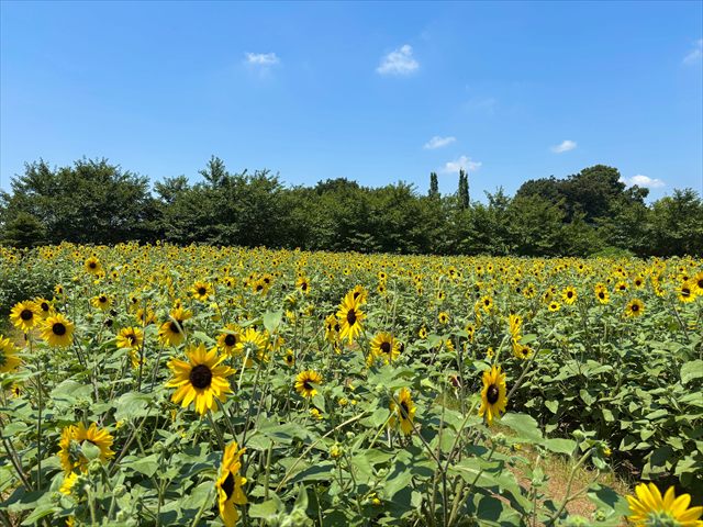 ふなばしアンデルセン公園　ひまわりの迷路