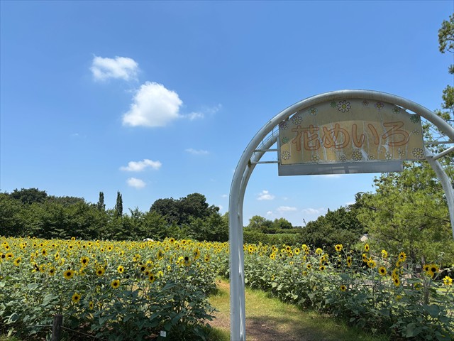 ふなばしアンデルセン公園　ひまわりの迷路