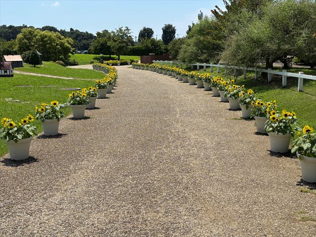 ふなばしアンデルセン公園　ひまわり