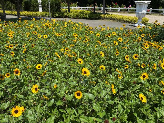 ふなばしアンデルセン公園　ひまわり　花の城ゾーン