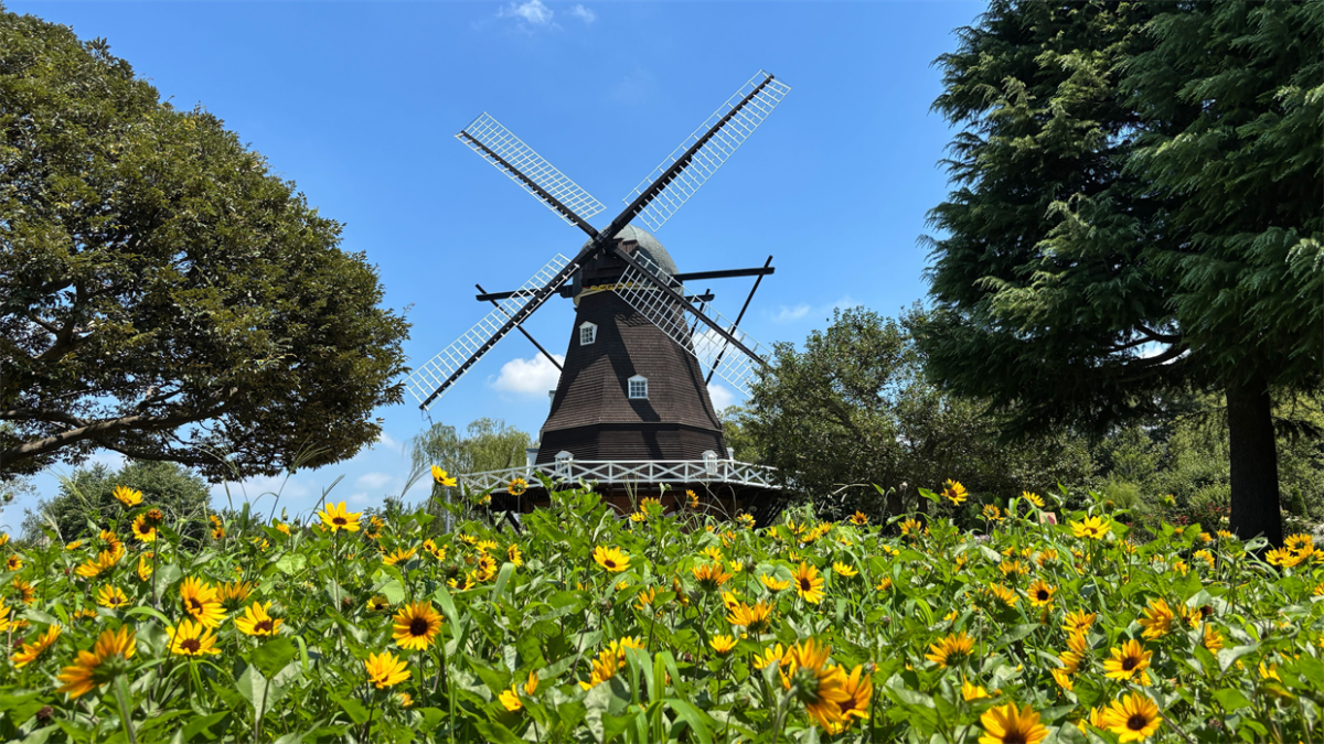 【風車と楽しむ夏の絶景】ふなばしアンデルセン公園のひまわりスポットへ！ひまわりまつり現地ルポ｜千葉