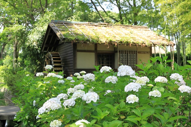 【都内】梅雨の心に癒しをくれる、東京あじさい名所５つ府中郷土の森博物館　あじさい