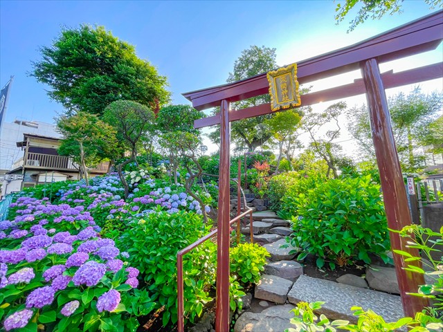 【都内】梅雨の心に癒しをくれる、東京あじさい名所５つ白山神社あじさい