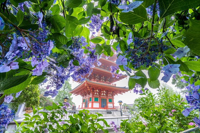 【都内】梅雨の心に癒しをくれる、東京あじさい名所５つ高幡不動尊