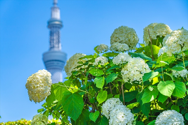 【都内】梅雨の心に癒しをくれる、東京あじさい名所５つ隅田公園　スカイツー　あじさい