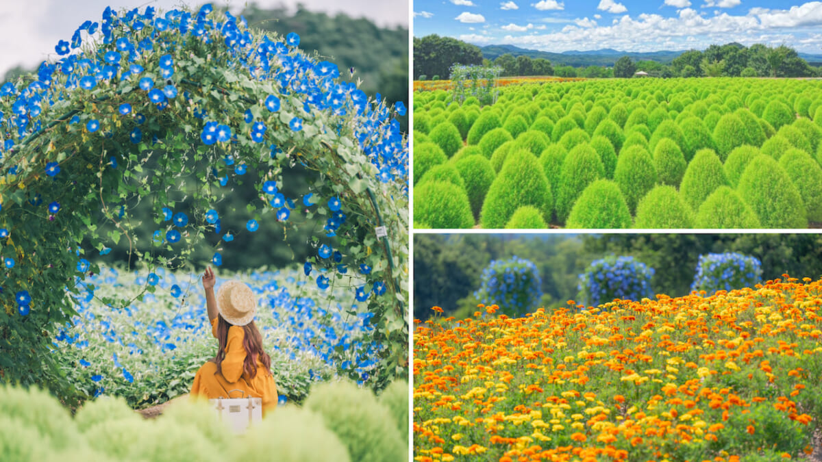 【広島にNew花畑絶景！】新しい夏色に出逢えるフォトスポット「ヘブンリーブルーの丘」｜Flower village 花夢の里