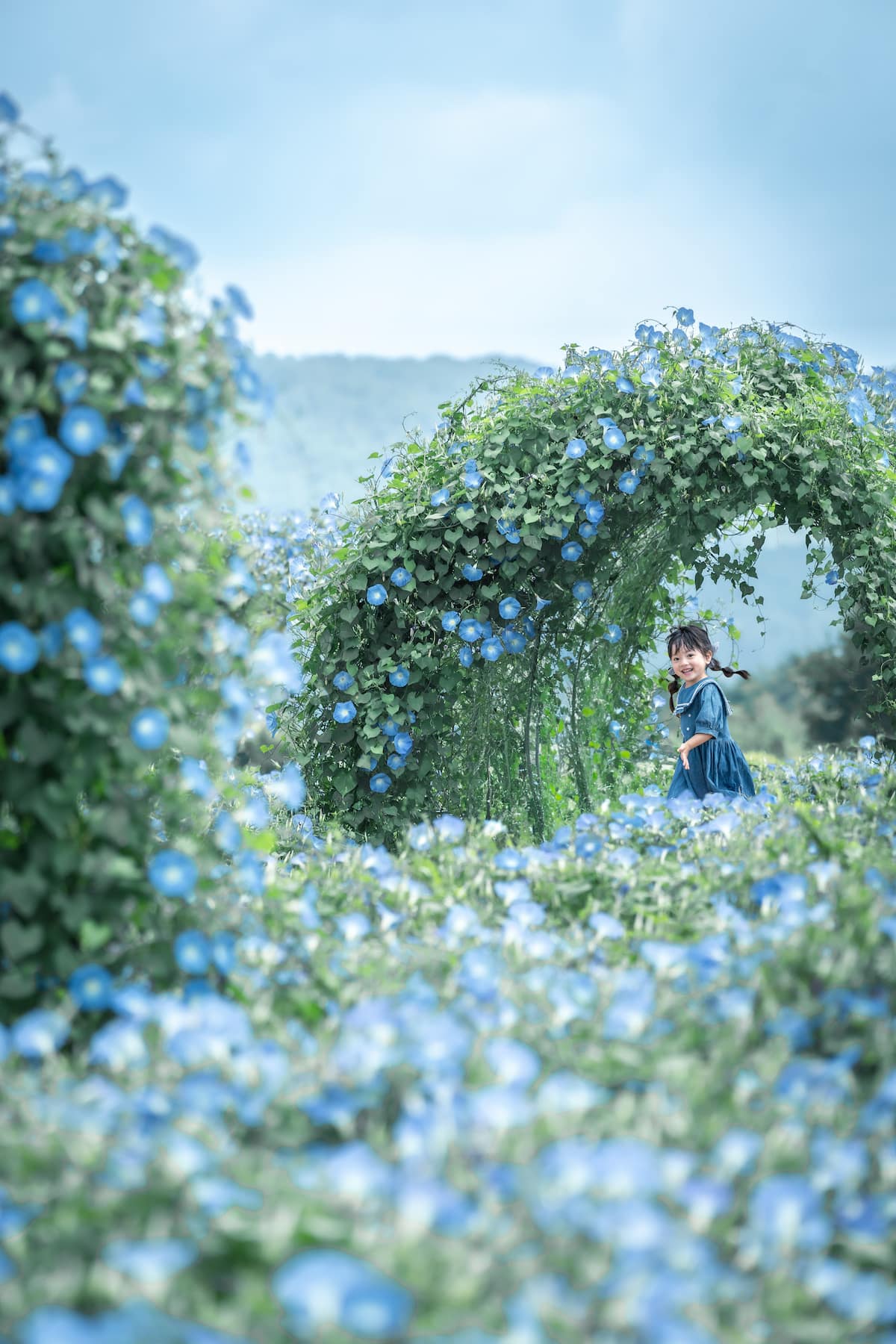 広島県世羅郡世羅町の「Flower village 花夢の里」に新フォトスポット「ヘブンリーブルーの丘」そらいろトンネル