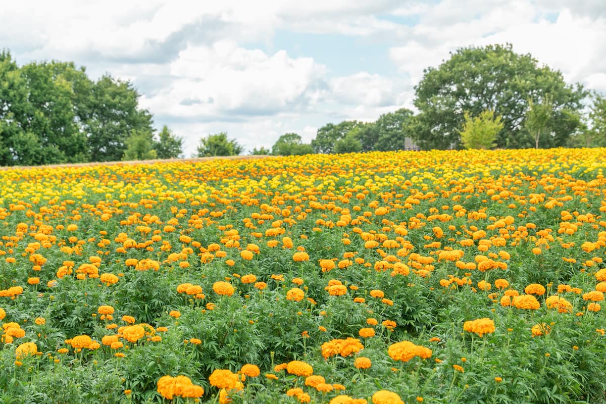 マリーゴールドの丘 広島県世羅郡世羅町の「Flower village 花夢の里」に新フォトスポット「ヘブンリーブルーの丘」