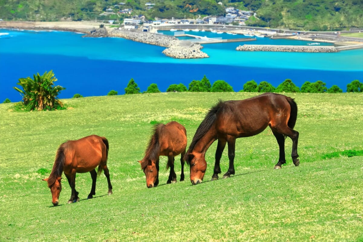 都井岬の馬たち