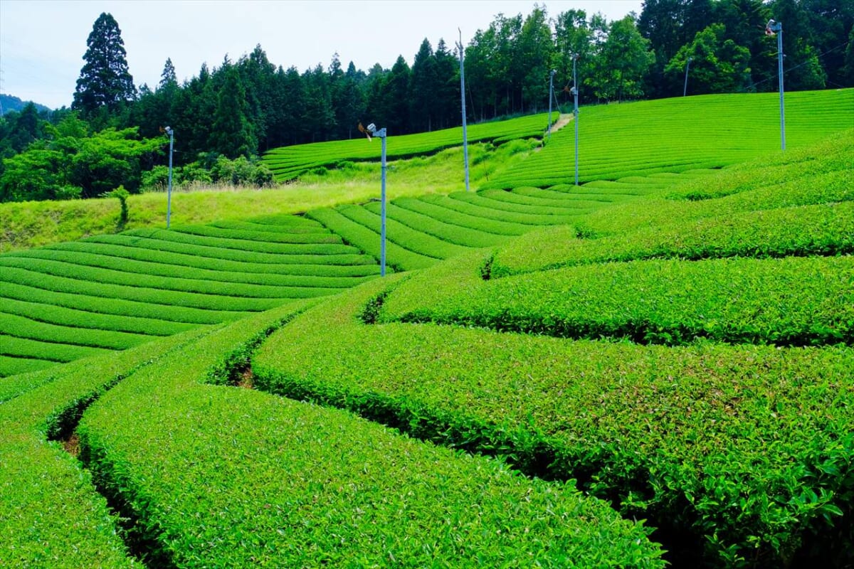 茶畑
