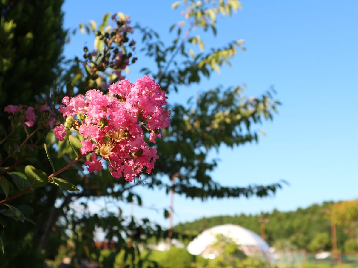 季節の花々が咲いています