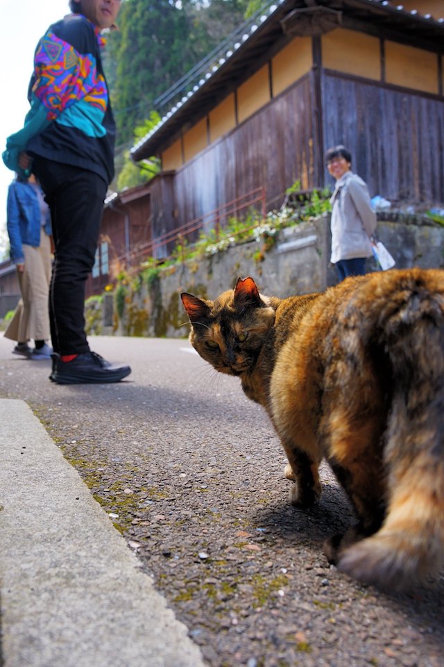 ©︎Tsune「お前もついてくるにゃ？」撮影日：2025年4月11日  撮影場所：島根県石見銀山 撮影機材：Sonyα7ⅳ #猫 #旅心フォトコンテスト