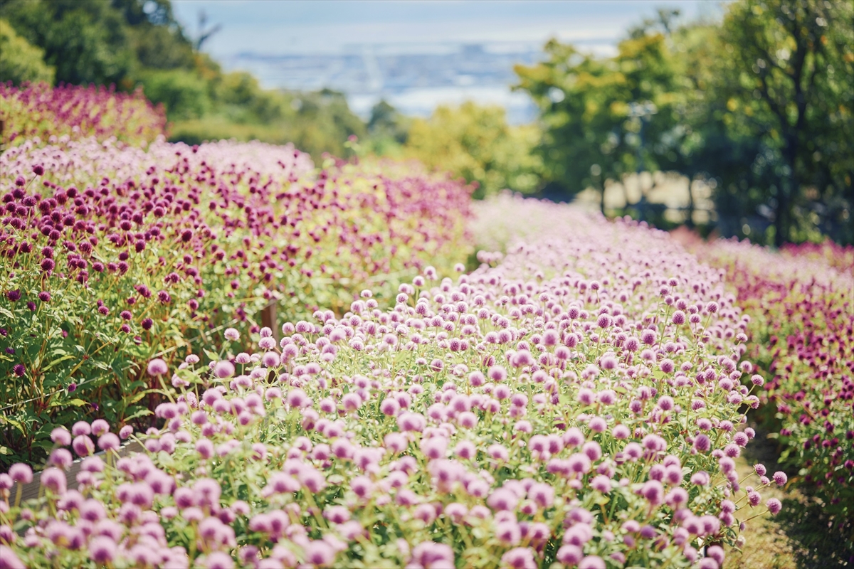 【神戸布引ハーブ園】ガーデン散策や優雅なランチタイムで秋満喫「GARDEN FEST 2025-Autumn- のんびり、ぶらり、秋散歩」