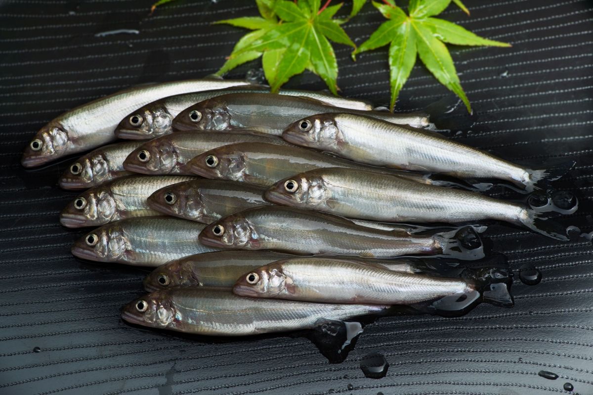 【事前予約要】奥びわ湖で獲れた旬の魚を味わう「第33回 秋のグルメ2025」開催｜滋賀県長浜市