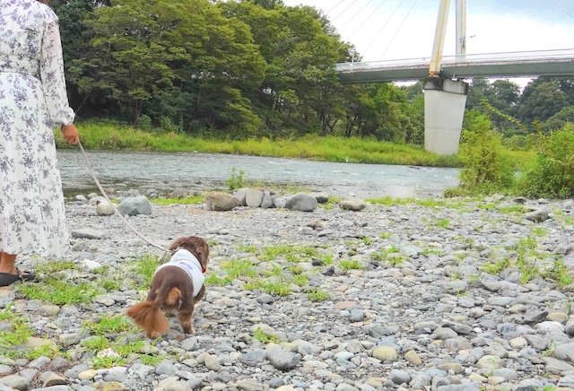 【亀の井ホテル 青梅】専用ドッグランを独り占め！多摩川を望む愛犬の宿　多摩川沿いを散歩