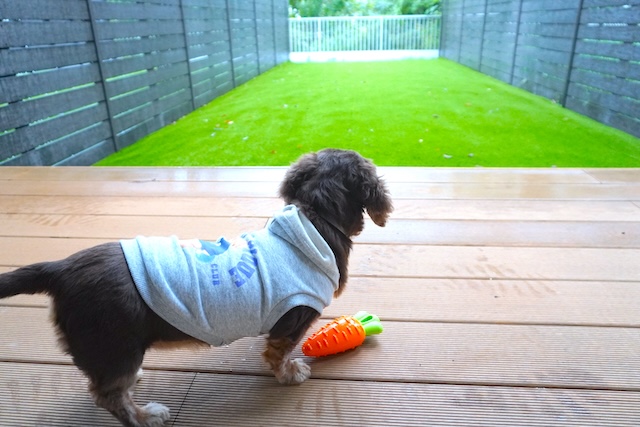 【亀の井ホテル 青梅】専用ドッグランを独り占め！多摩川を望む愛犬の宿　専用ドッグランを眺める犬