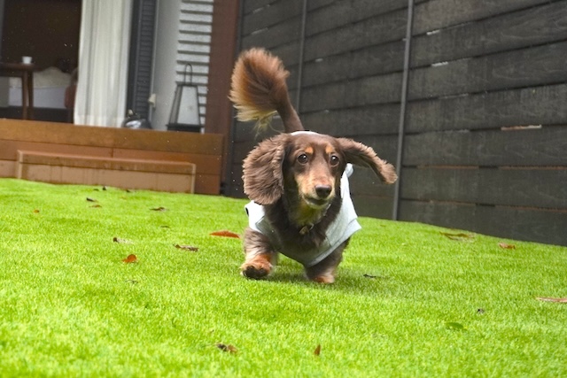 【亀の井ホテル 青梅】専用ドッグランを独り占め！多摩川を望む愛犬の宿　ドッグランで遊ぶ犬