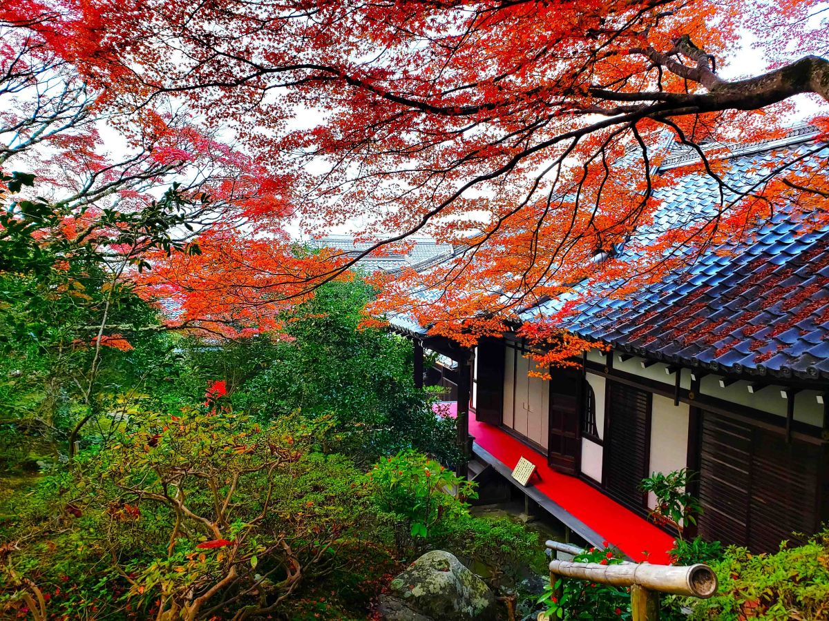 【京都「霊鑑寺」秋の特別拝観】通常非公開！紅葉の赤と苔の緑のコントラストが美しい