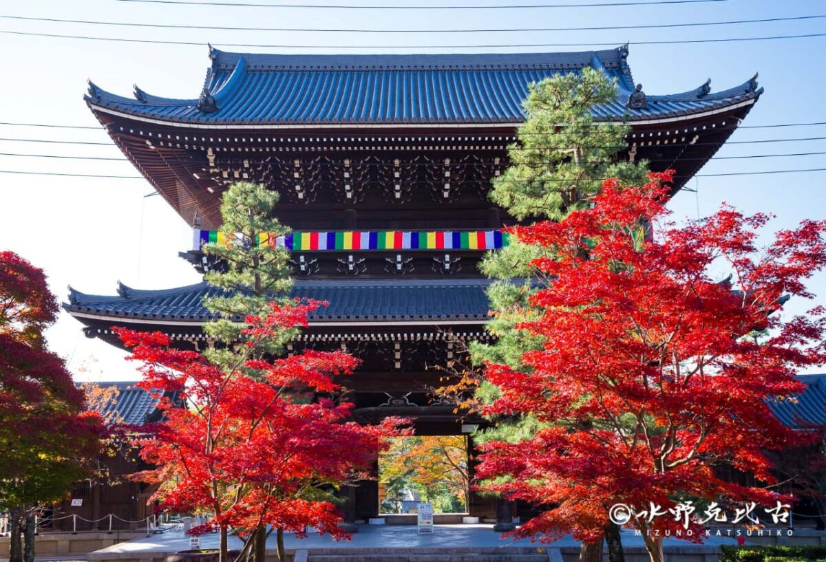 【通常非公開】紅葉と美しい庭園を眺める！京都・くろ谷 金戒光明寺「秋の特別拝観」を開催