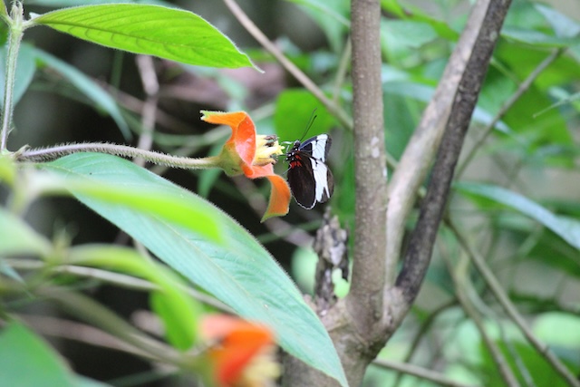 Pierella Ecological Garden コスタリカ　エコツーリズム　ファームステイ　滞在記
