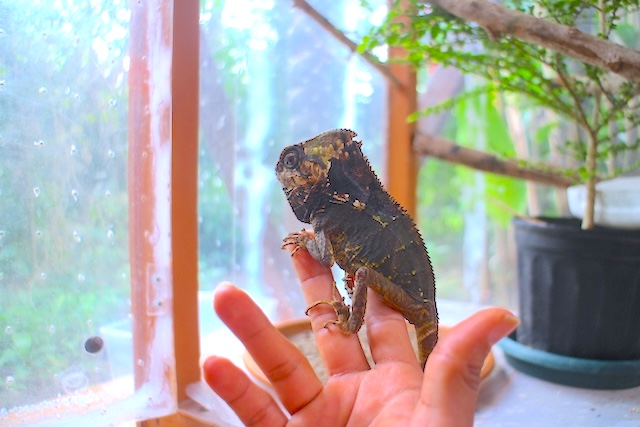 【コスパ最強!コスタリカのファームステイ体験】エコツーリズム発祥の地で“森と生きる”時間 |Pierella Ecological Garden滞在記